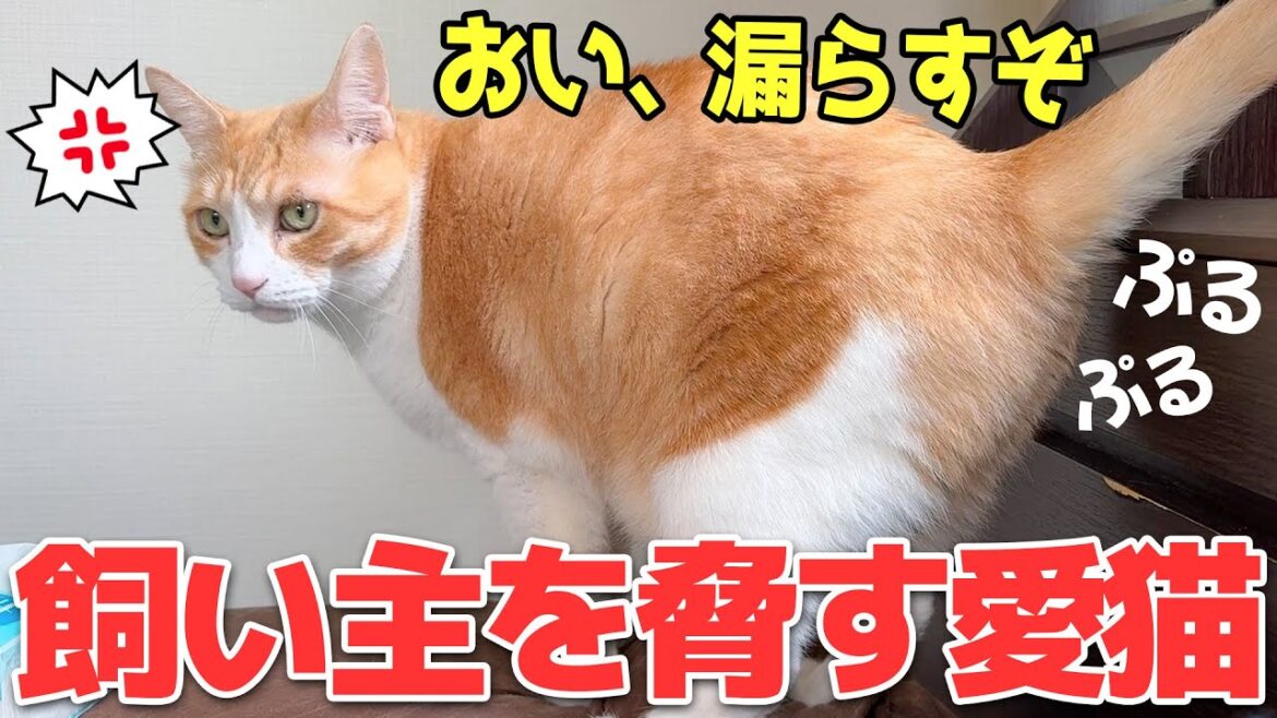 お腹が空いたので”飼い主を脅して”起こそうとする猫が怖すぎました… お腹が空いたので”飼い主を脅して”起こそうとする猫が怖すぎました…