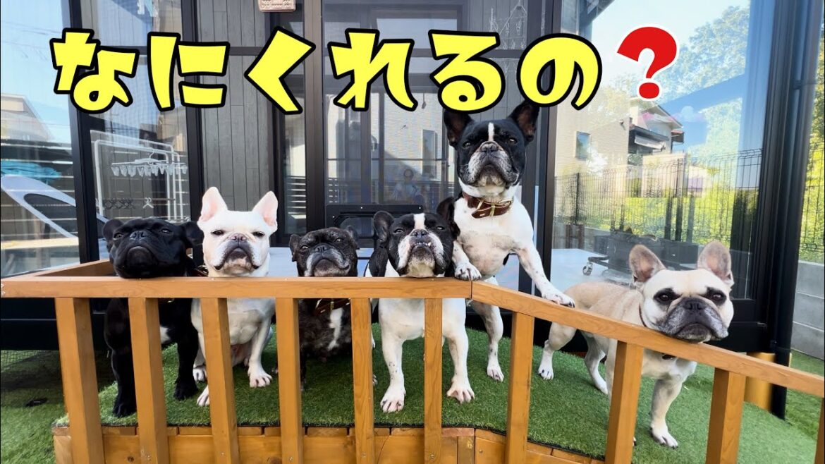 【ママひとり】フレンチブルドッグ6頭同時に〇〇をあげてみた！