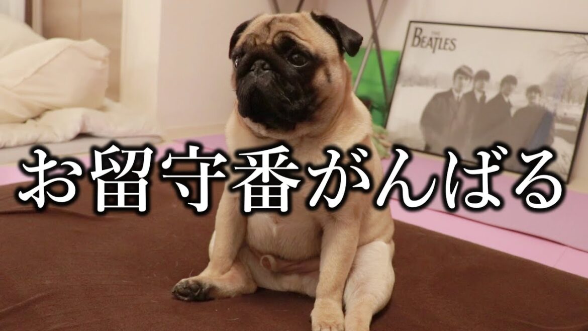 【生配信】モス&ロッテリアで月見バーガー買ってくるから見守っててください 【生配信】モス&ロッテリアで月見バーガー買ってくるから見守っててください