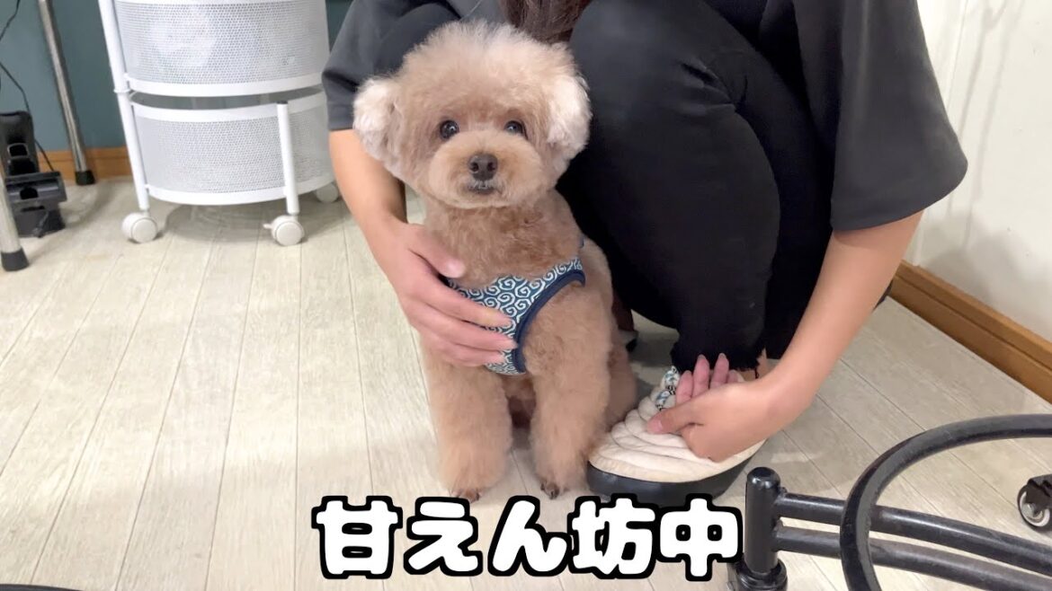 体調が回復したのでトリミングへ行ったらお姉さんに甘え倒す虎太郎でした