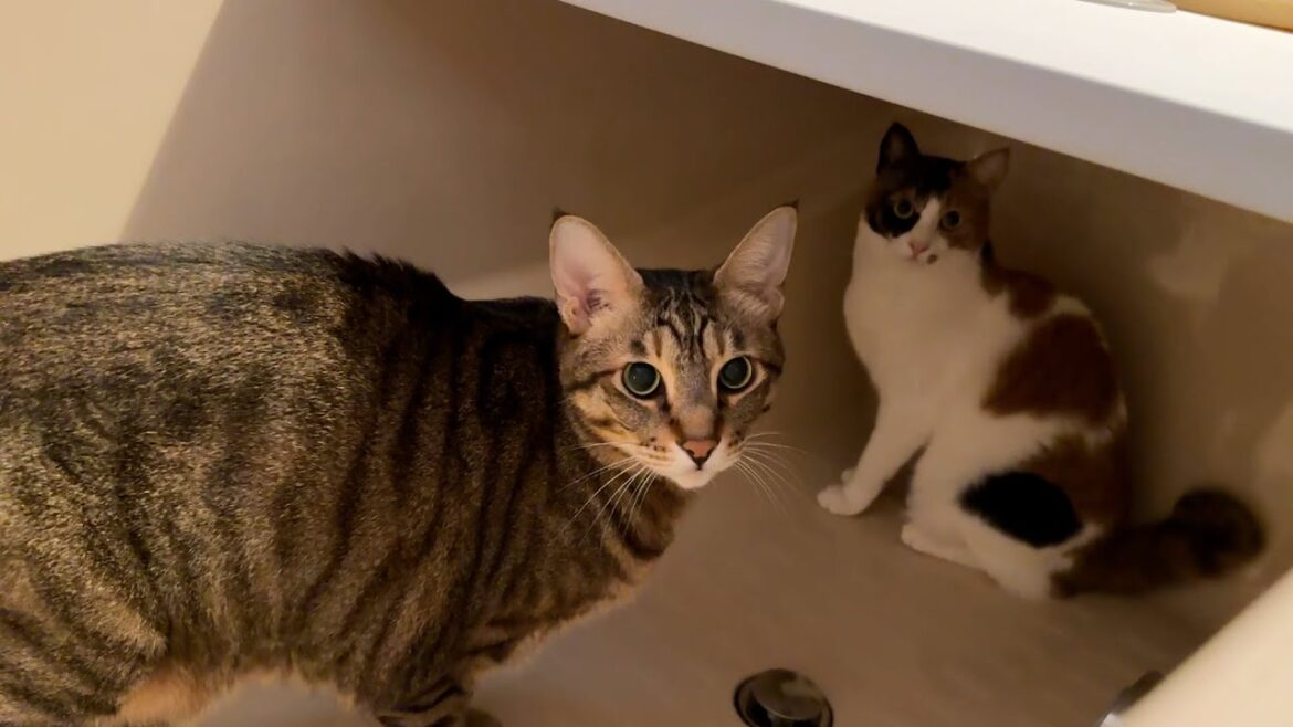 お風呂嫌いなはずのティガーがなぜかバスタブの中でベルと密会をしていました お風呂嫌いなはずのティガーがなぜかバスタブの中でベルと密会をしていました