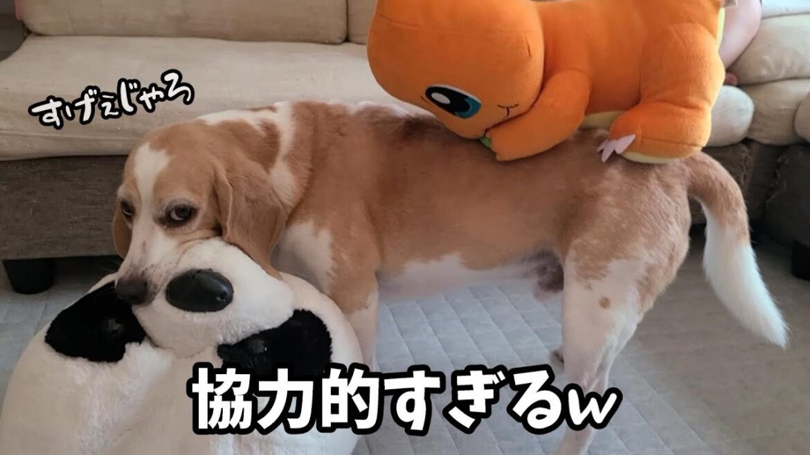 ぬいぐるみを背中にのせようとしたら、拒否どころか協力的だったビーグル犬ｗ