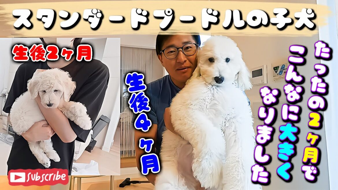 生後4ヶ月になったスタンダードプードルの子犬ルナ　4 month old standard poodle puppy