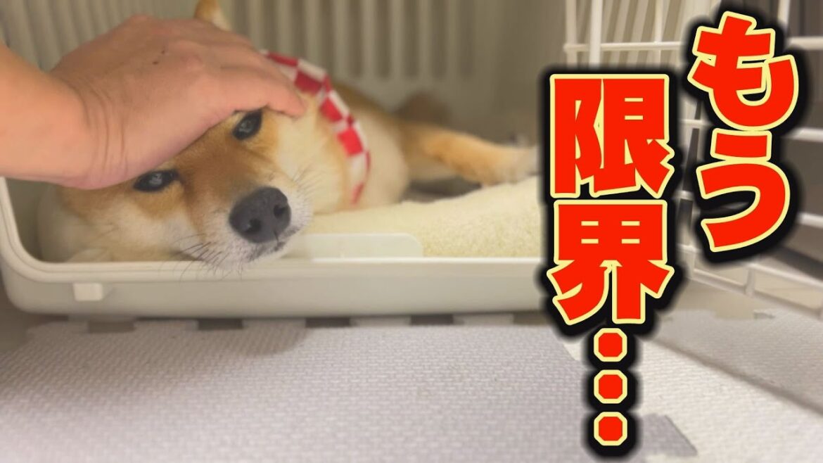 動かない・・・薬も飲まない・・・