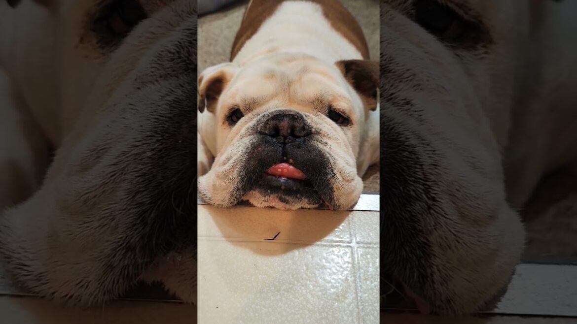#shorts 通り道をふさぐ犬  #bulldog #piggy #pig #dog #ブルドッグ