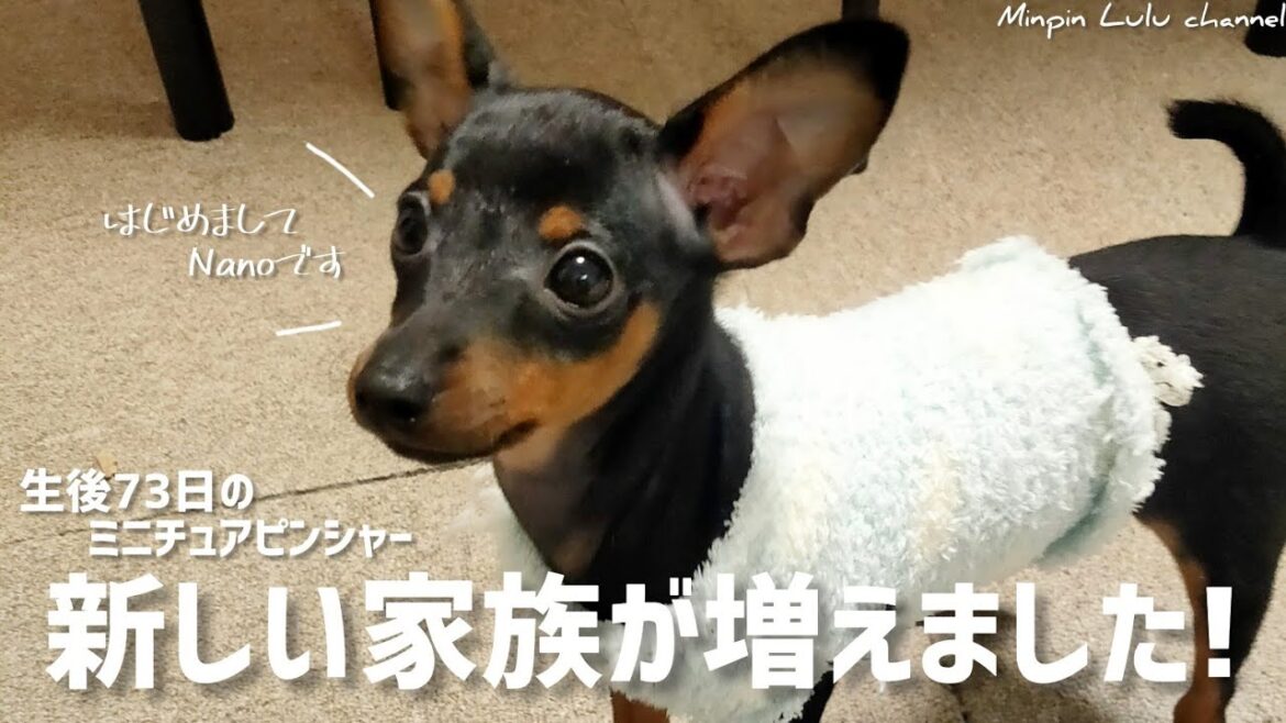 【お迎え初日】生後2ヶ月のミニチュアピンシャーがやってきた！【多頭飼い】