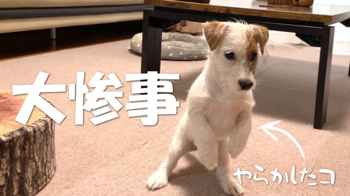 【大惨事！】散歩から帰ったら大変な事になっていました・・・ジャックラッセルテリア パピー