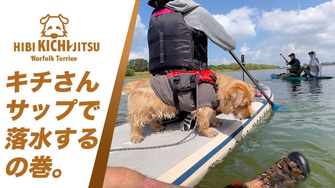 「うにときち」初めてのSUP  彩湖・道満グリーンパーク【 dog ノーフォークテリア norfolkterrier westie 】