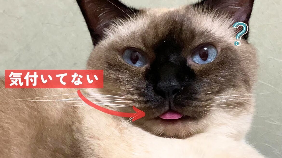 しまい忘れていることに気付いていない元野良の保護猫があまりに無防備すぎるｗｗ【シャム猫/シャムミックス】