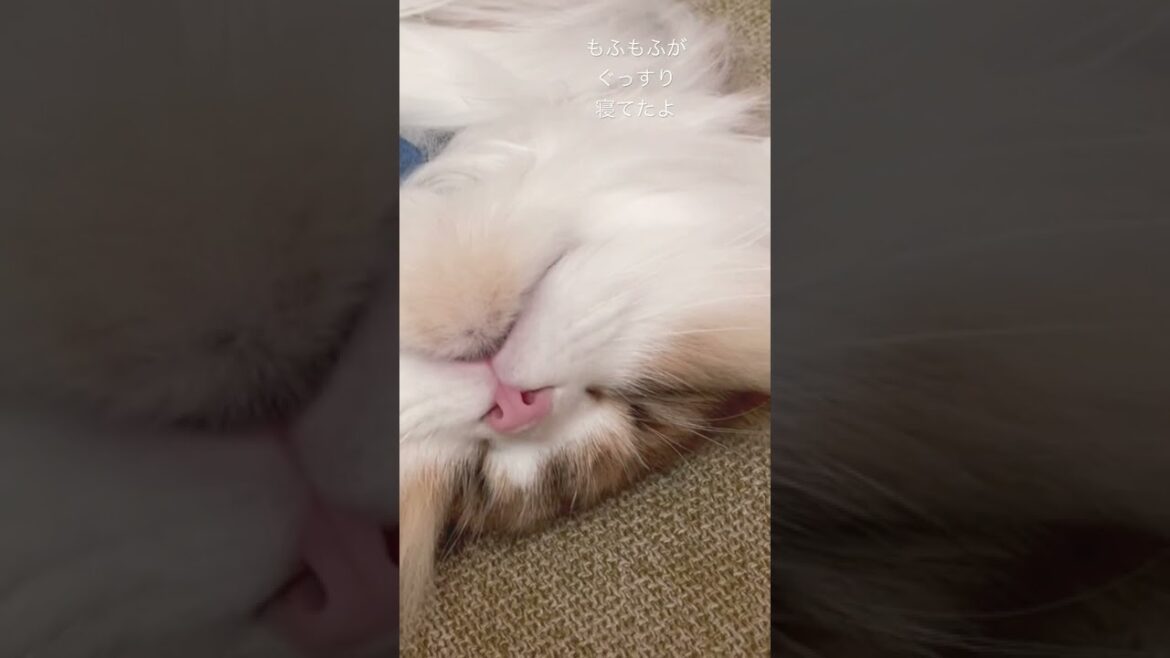 無防備な猫ちゃんの寝顔 #shorts #ペット #ミヌエット