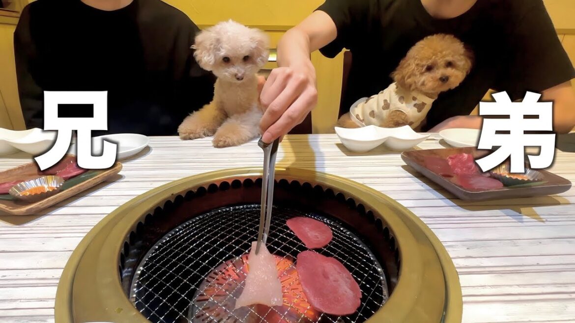 喧嘩中だった２匹のトイプードルが共に外食をした結果...