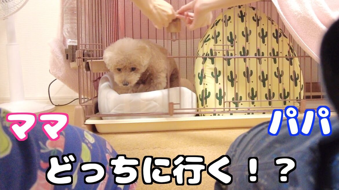 おやつ無し！朝パパとママが同時に起こしたら愛犬は最初にどちらへ行くのか？