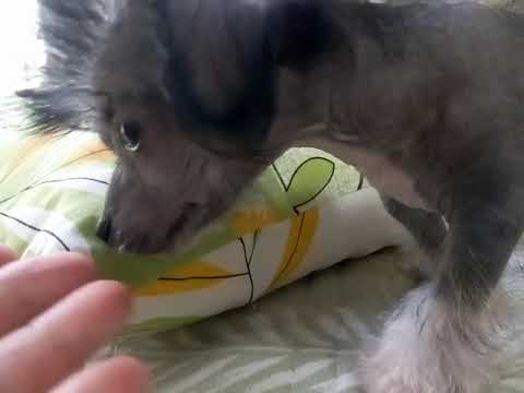 チャイニーズクレステッドドッグ ヘアレスタイプの男の子 チャイニーズクレステッドドッグ ヘアレスタイプの男の子