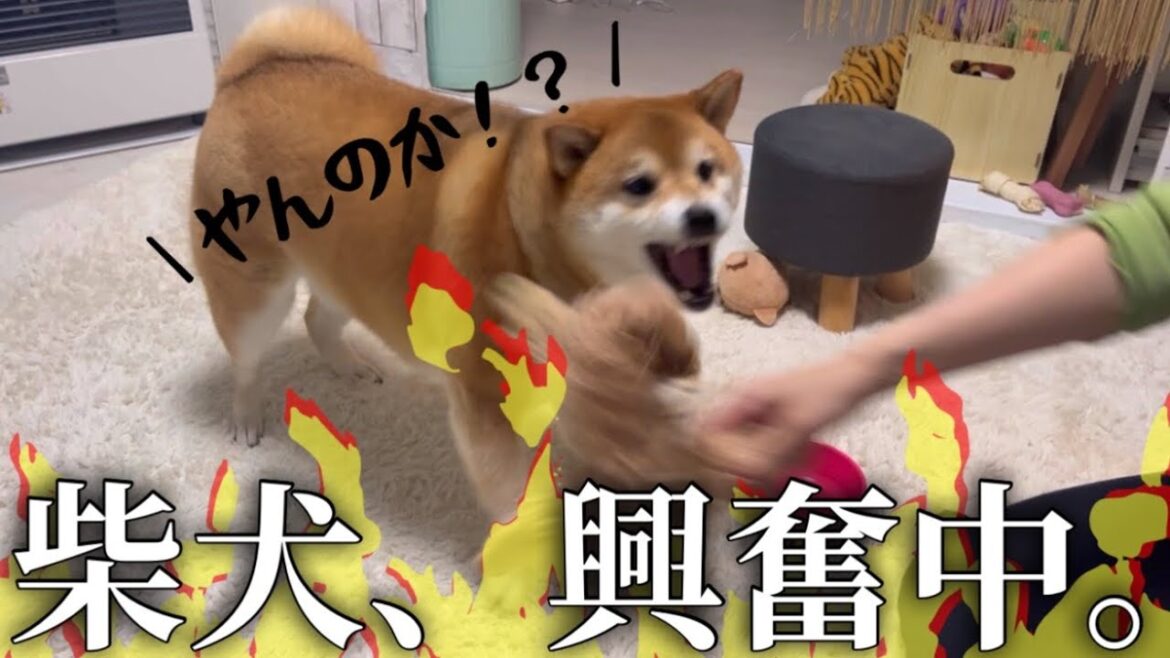 愛犬との戯れ。興奮中の柴犬と楽しく今日も過ごしています。