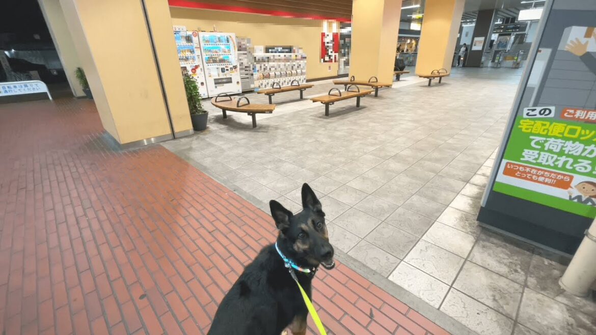 パパを駅まで迎えに行ったのに、３日連続で気づけなかった愛犬ですｗ