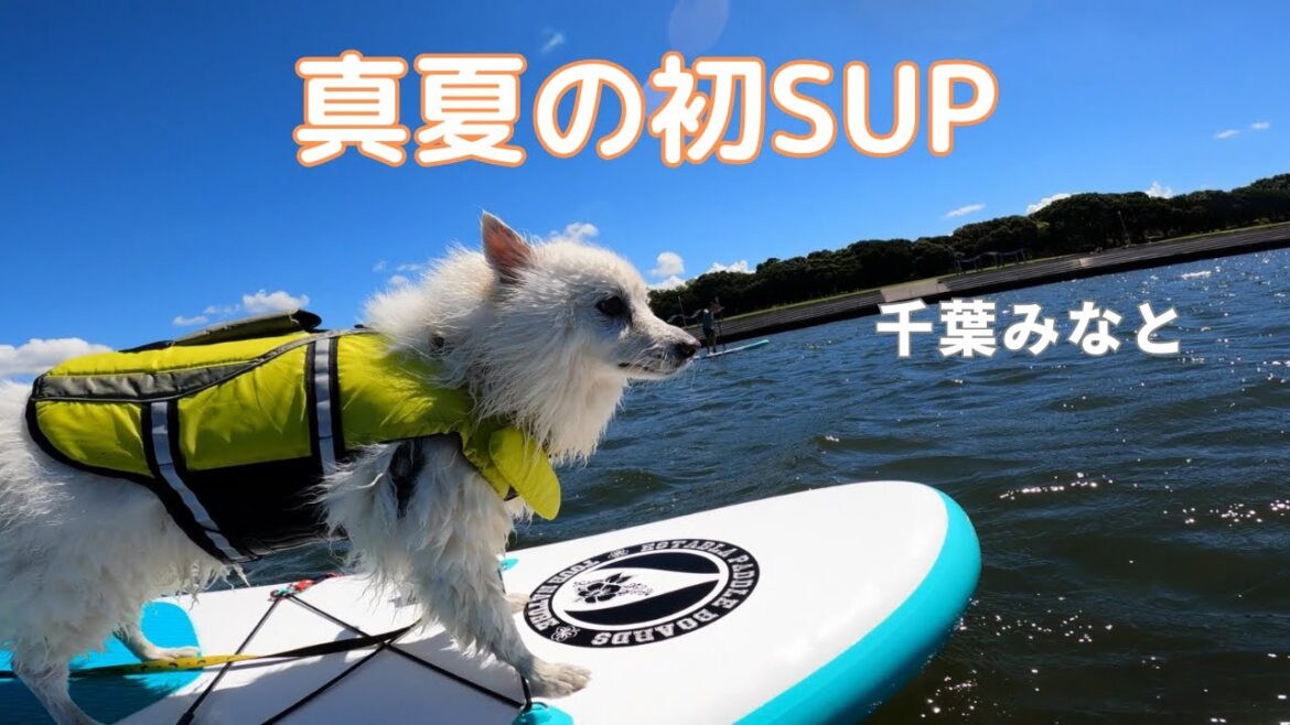 愛犬と真夏の初SUP 千葉県千葉みなと 【日本スピッツ】 #shorts #sup #サップ