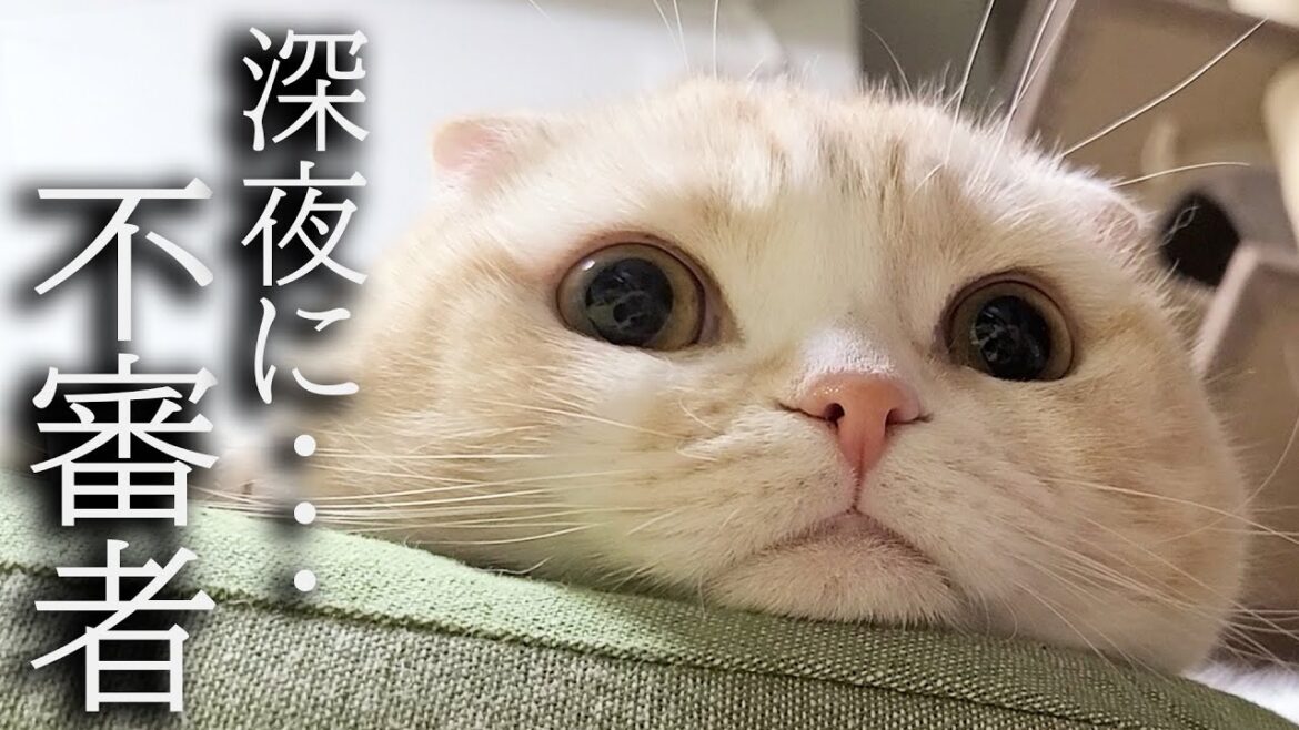 突然家に不審者が入ってたら猫と犬がこうなっちゃいました…