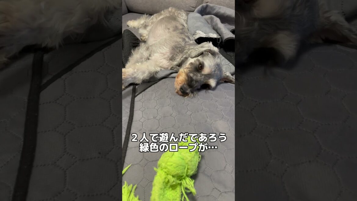 【れおぱおチャンネル】我が家の事件簿🙃ソファー編🐶　#愛犬　#多頭飼い　#シュナウザー　#れおぱおチャンネル　#dog