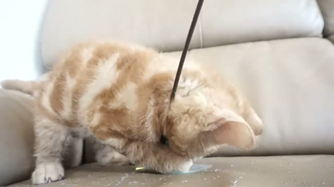 セルカークレックス子猫　2023.6.14産まれ 　レッドタビー　　男の子　シーダキャット猫のお店