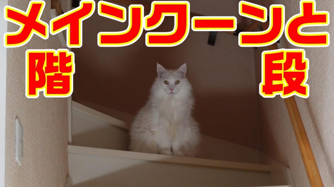 【メインクーンの日常】メインクーンと階段 【メインクーンの日常】メインクーンと階段