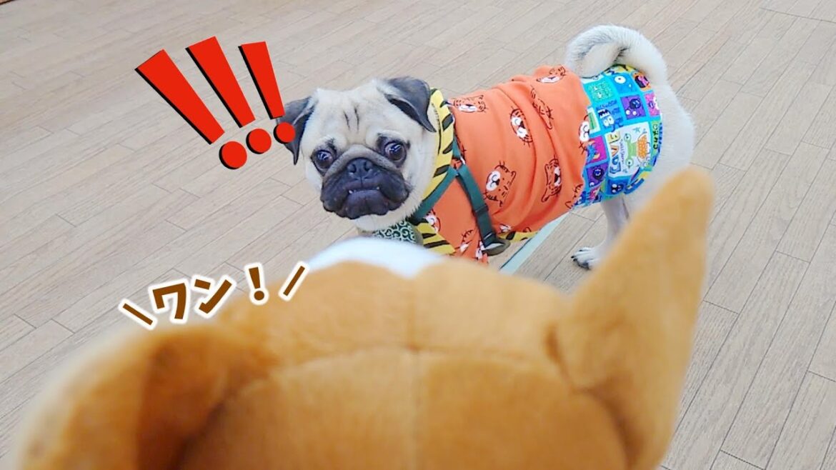 ぬいぐるみを本物の犬と勘違いしてこんな顔になっちゃいました｜兄パグを飛び越える弟パグ｜パグのぺろぽん兄弟Pug犬｜