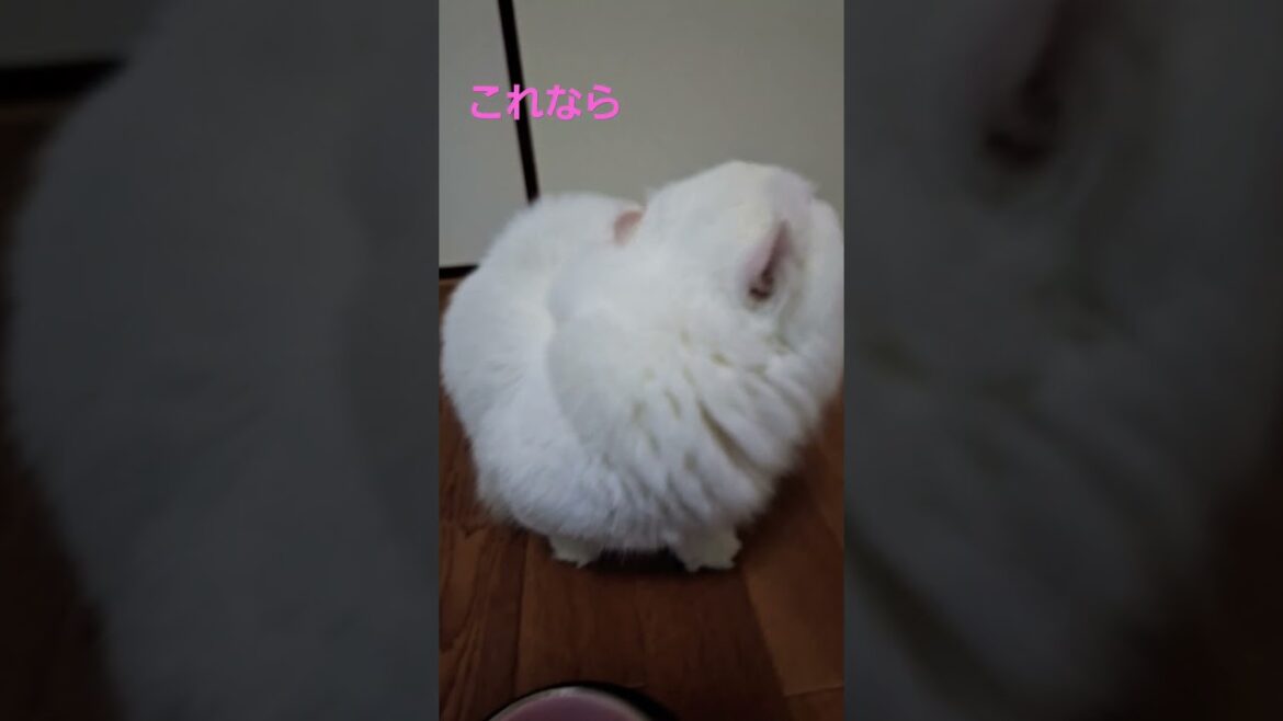 【オッドアイ幸せを呼ぶ猫】スプーンでお水を飲むラビちゃん#猫#cat#白猫#キンカロー#shorts