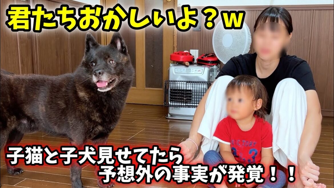 子猫と子犬を見せてたら、予想外の事実が発覚しました【甲斐犬一休と猫のしずく】 子猫と子犬を見せてたら、予想外の事実が発覚しました【甲斐犬一休と猫のしずく】