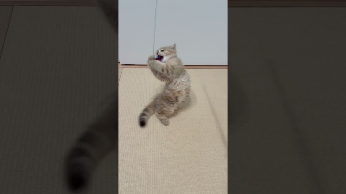 猫じゃらしに翻弄される子猫 【サイベリアン】 #Shorts