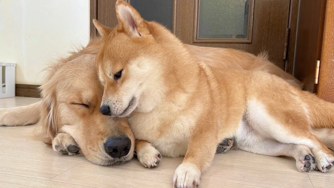 眠たそうな妹を優しく寝かしつけてあげる豆柴が愛おし過ぎた