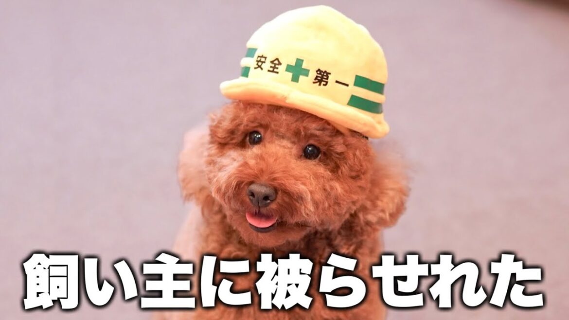 🐶ボクは危ないことをするのが大好きなんだ！