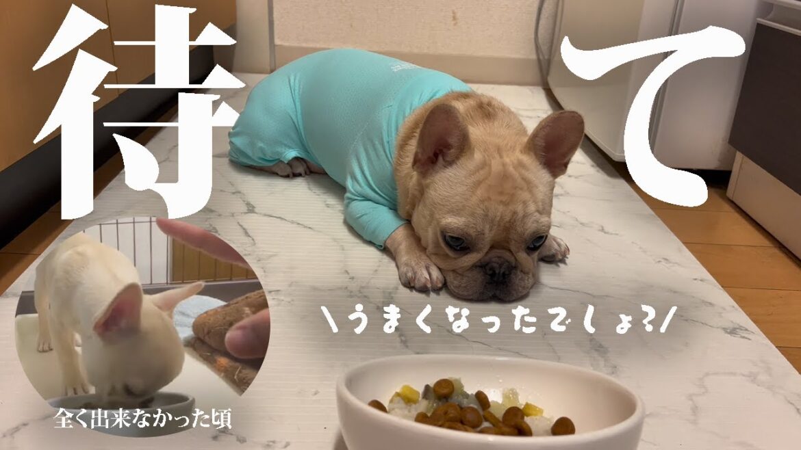 子犬の頃と比べるとめちゃくちゃ成長したフレンチブルドッグの姿に涙が止まらない件について(ワンプロありw)#フレンチブルドッグ #キャバリア #チワワ #多頭飼い #いぬ
