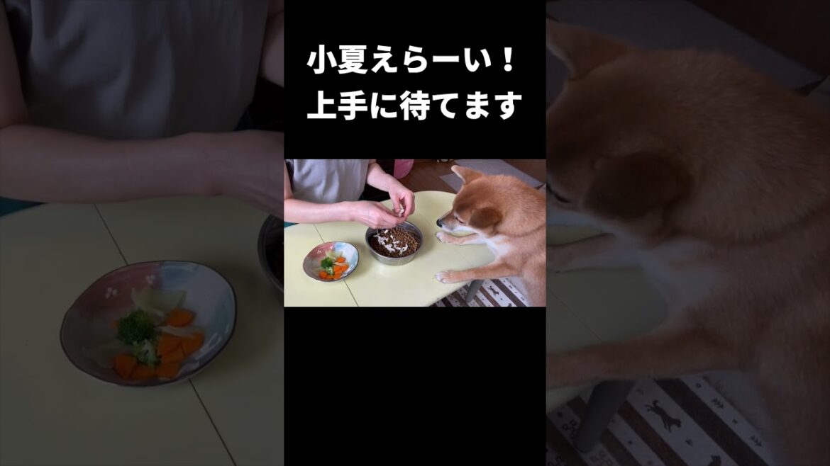 「上手に待てたね」柴犬も褒めて伸ばす #神戸 #shibainu #柴犬 #japan #dog #柴犬のいる暮らし