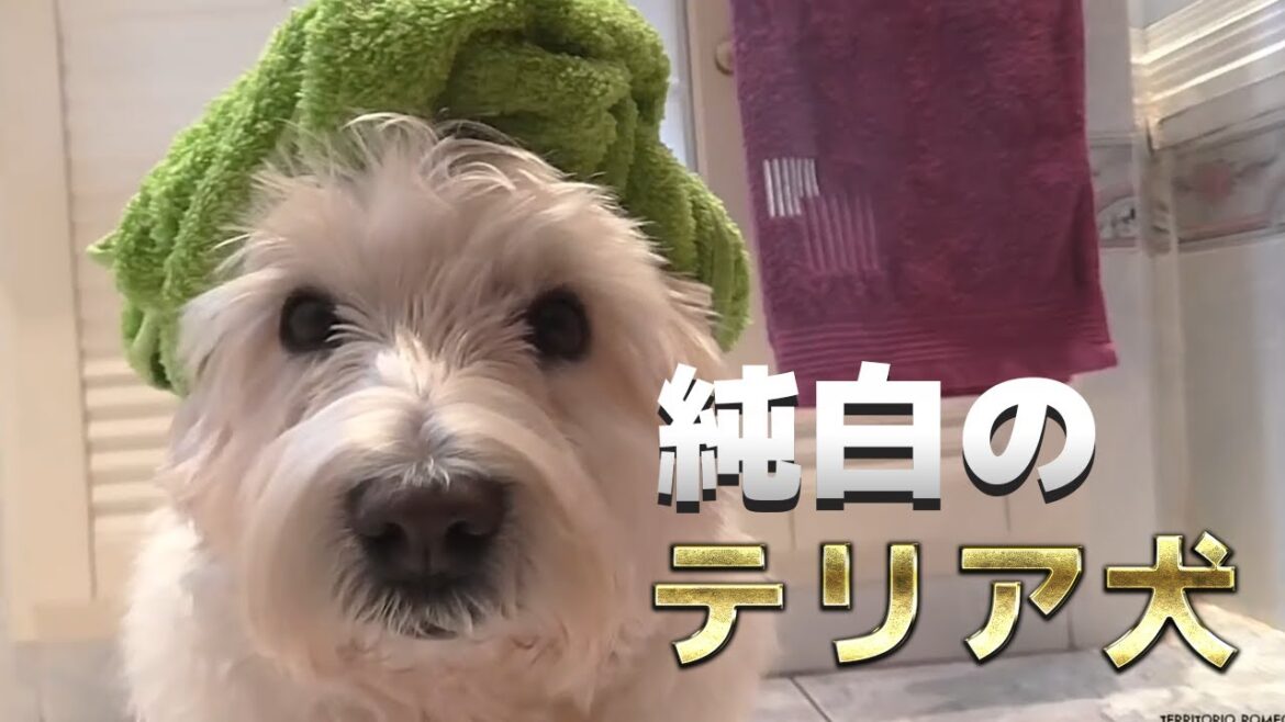 【犬】純白の真っ白テリアちゃん！！！可愛すぎるウエストハイランドテリアちゃんを紹介！【子犬】