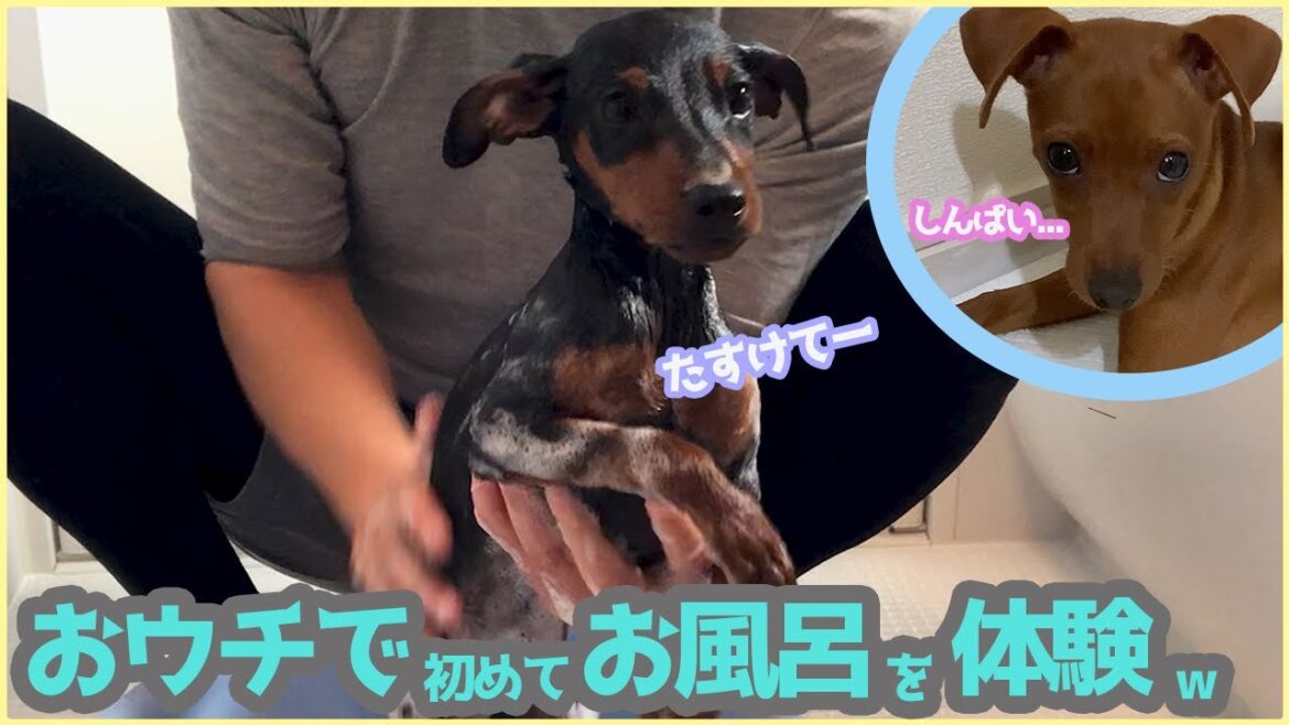 ひと足先に我が家へ来たこてつくんの初めてのお風呂タイム🟣ミニチュアピンシャー🟣　こてつ♂&こむぎ♀の日常動画です🎶