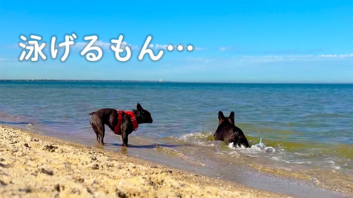 【頑張る愛犬と頼りない飼い主】こんなコンビがよく海外で暮らしているもんだ…
