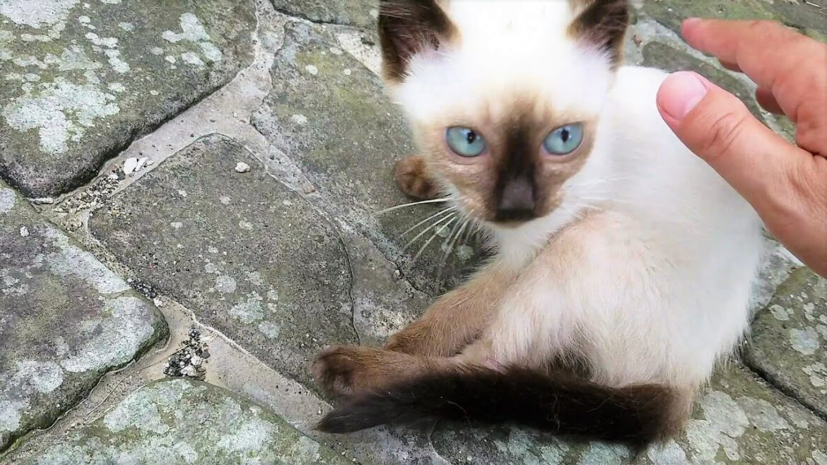 顔見て逃げたシャム子猫に近づいて緩く撫でたら心を開いてくれた🤗