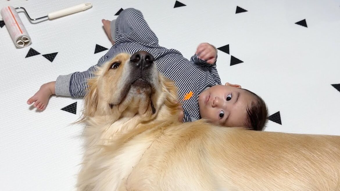 赤ちゃんに優しいゴールデンレトリバーのお兄ちゃん 赤ちゃんに優しいゴールデンレトリバーのお兄ちゃん