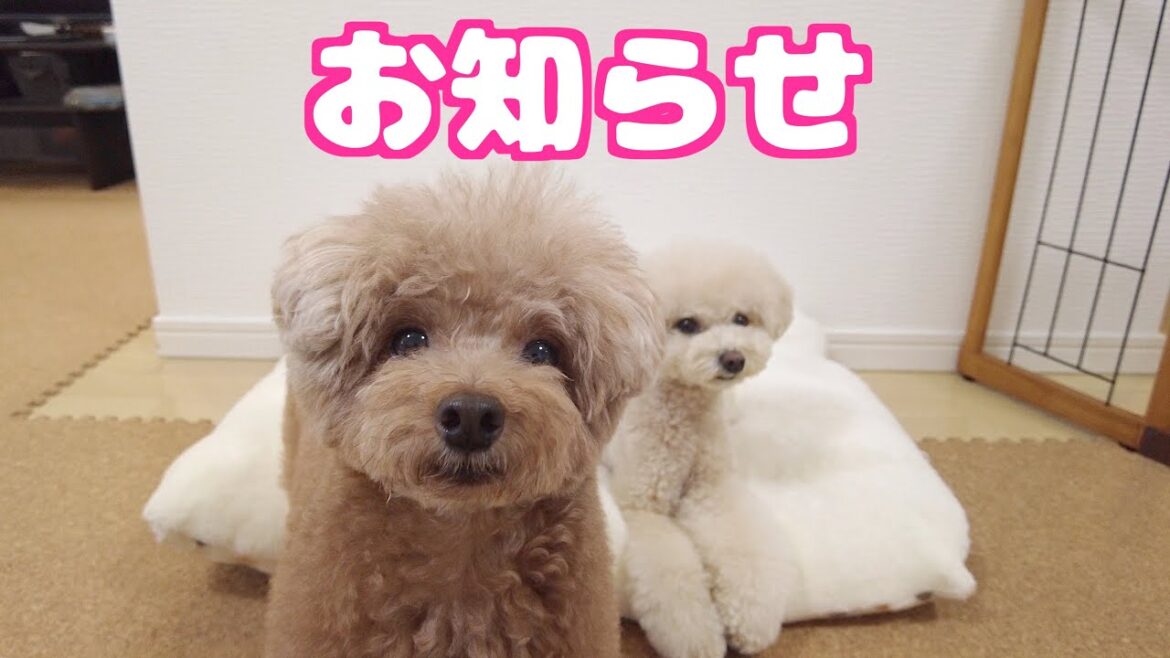 私達から３つほどお知らせがあります！