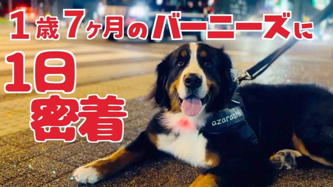 1歳7ヶ月のバーニーズマウンテンドッグに密着しました
