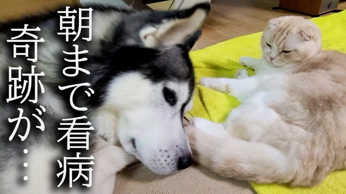 怪我した猫を犬が徹夜で看病したら奇跡が...
