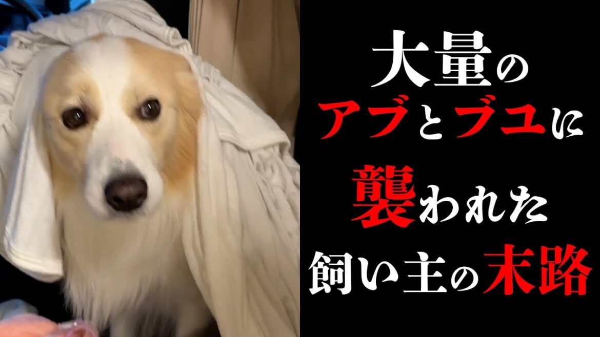 【神回】愛犬を守るためにアブと戦った飼い主の末路が悲惨すぎる...【＃ボーダーコリー＃ゴールデンレトリバー】