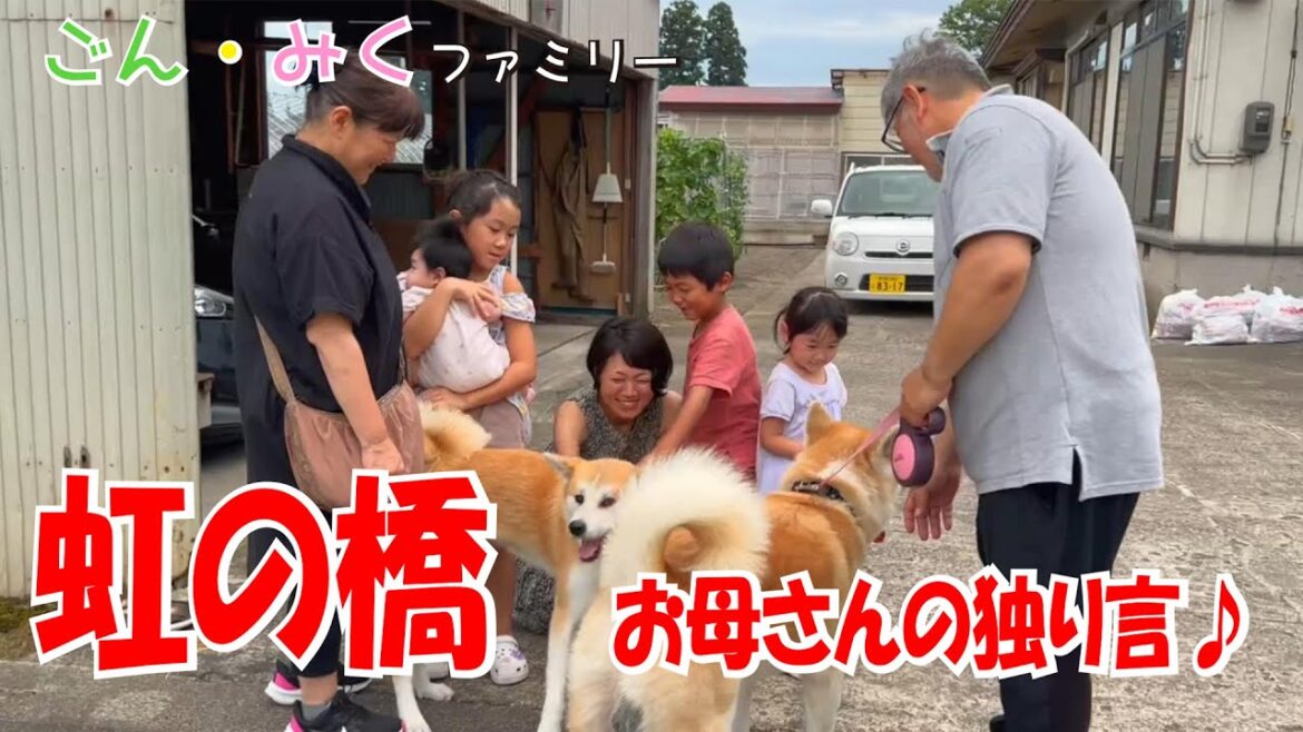 虹の橋　お母さんの独り言♡　秋田犬【ごん・みく チャンネル】