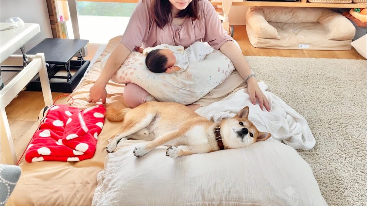 ここ最高〜！新生児とママの布団をいちいち陣取ってくる柴犬