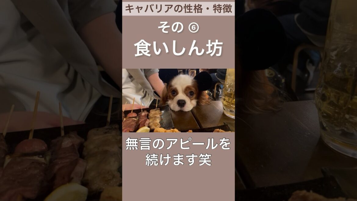 【キャバリア】性格・特徴その⑥ #shorts