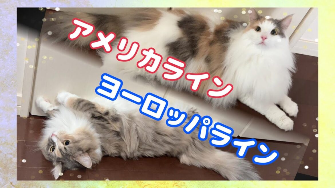 ノルウェージャンフォレストキャットをお迎えする前に知っておきたいこと【アメリカラインとヨーロッパライン】字幕あり
