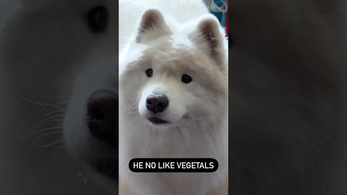 Give me #chicken not a fan of #vegetables #trending #samoyed #ytshorts #viral#yt#shorts#status#reels