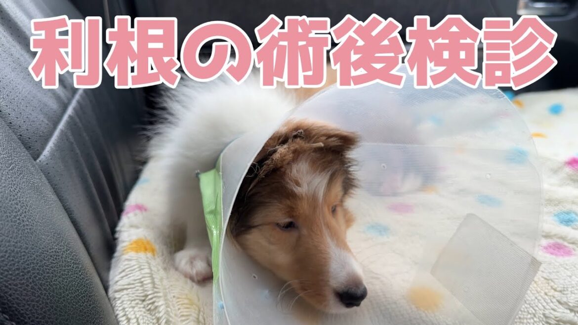 【シェルティ】利根の術後検診🏥【頑張った】 【シェルティ】利根の術後検診🏥【頑張った】