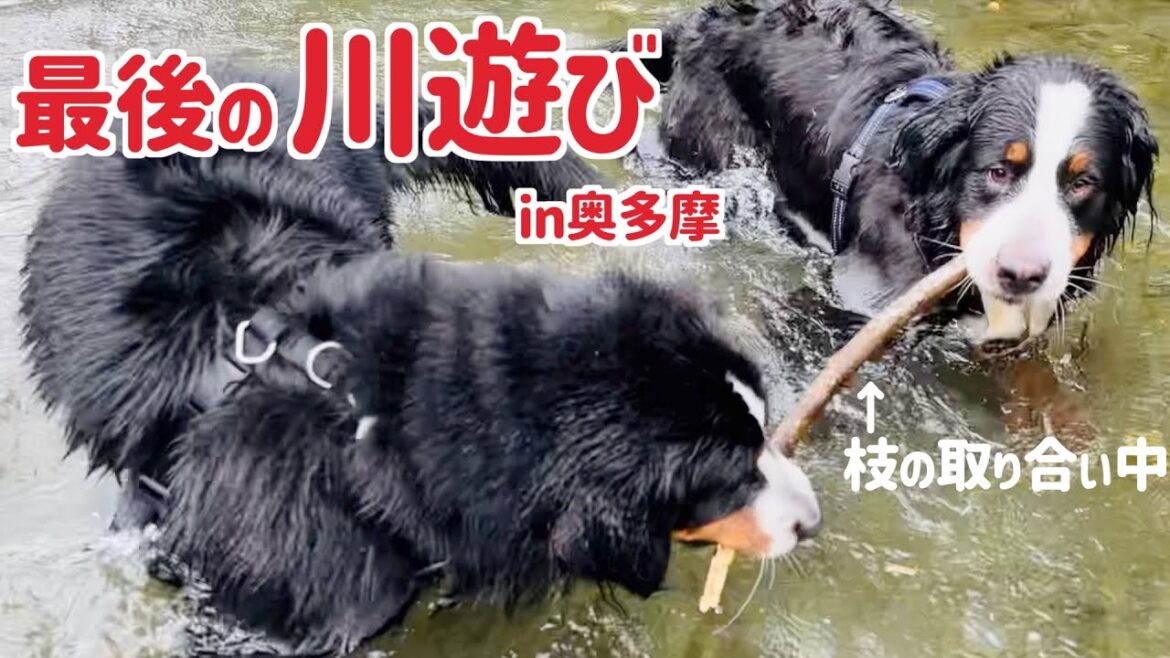 バーニーズマウンテンドッグと奥多摩で今年最後の川遊びをしました
