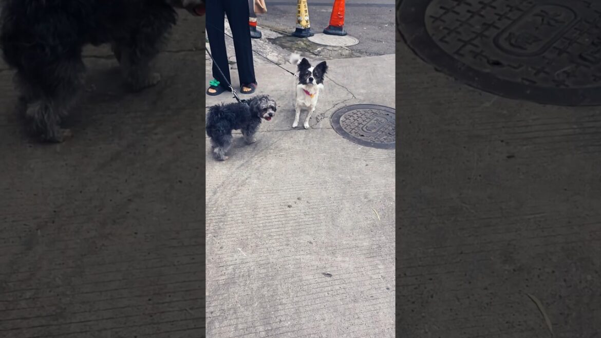 I miss him，he misses me！一年不见，甚是想念 #dog #puppy #funny #cute