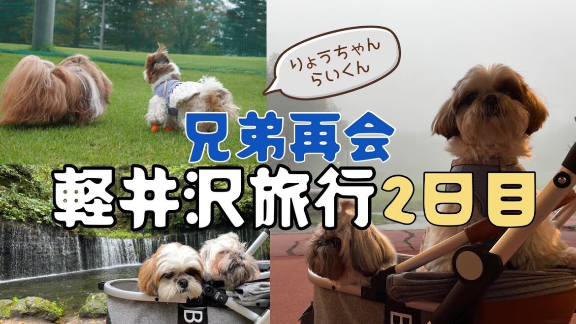 [シーズー多頭飼い]雨からのスタート2日目。白糸の滝/ドッグラン